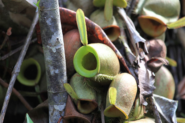 Nepenthes